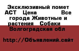 Эксклюзивный помет АСТ › Цена ­ 30 000 - Все города Животные и растения » Собаки   . Волгоградская обл.